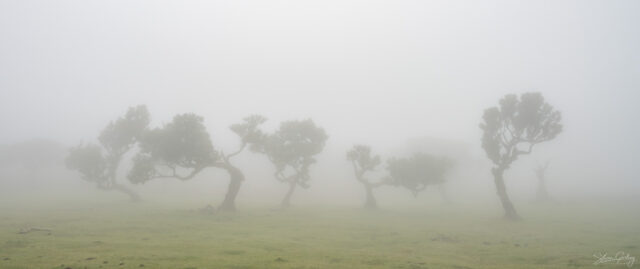 Fanal Forest photography in Madeira. Photograph the amazing mist covered trees and flora on our Madeira photography tour