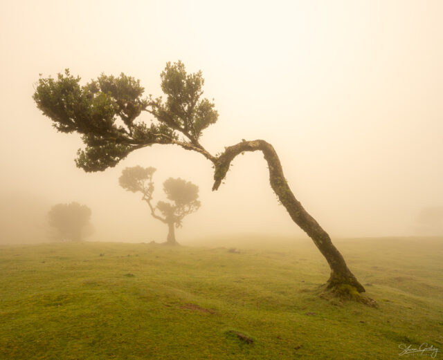 Fanal Forest photography in Madeira. Photograph the amazing mist covered trees and flora on our Madeira photography tour
