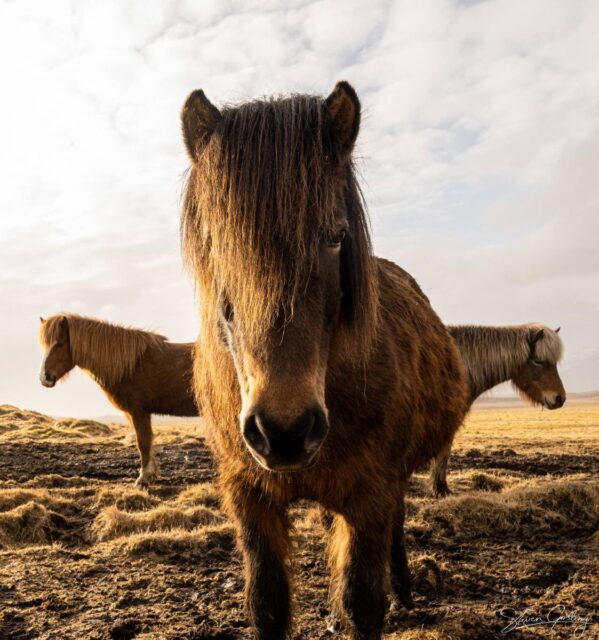 Iceland ring road photography workshop