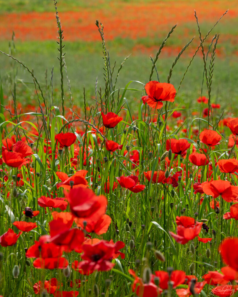 Tuscany Landscape Photography Workshop